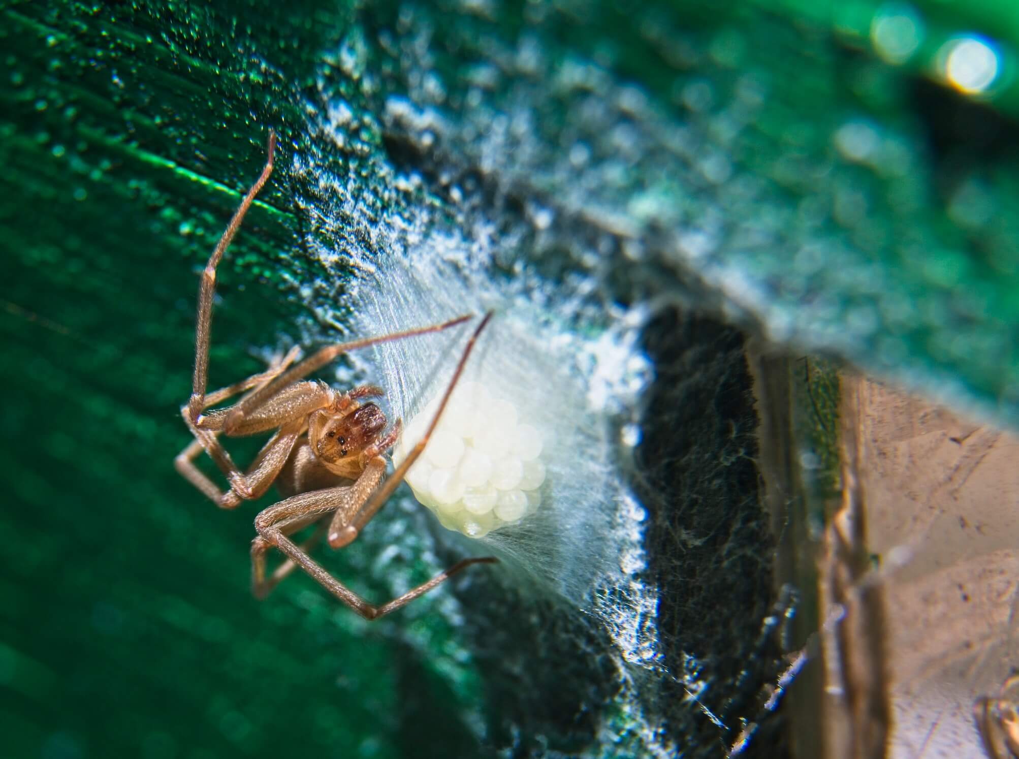 How to Identify and Treat a Brown Recluse Spider Bite