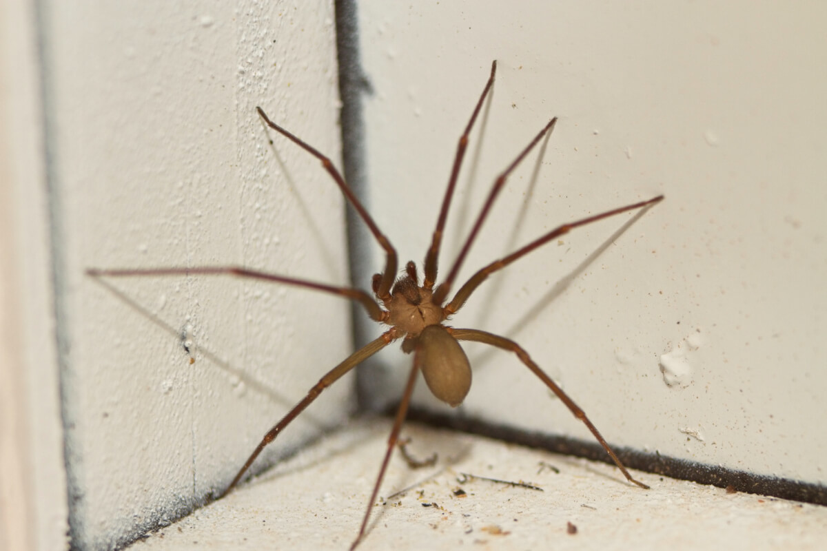 How To Tell The Difference Between A Safe Wolf Spider And Dangerous Brown  Recluse