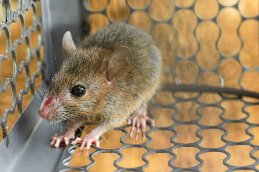 Mouse Escaped Snap Trap Live Animal Catcher Rat Traps Rodent