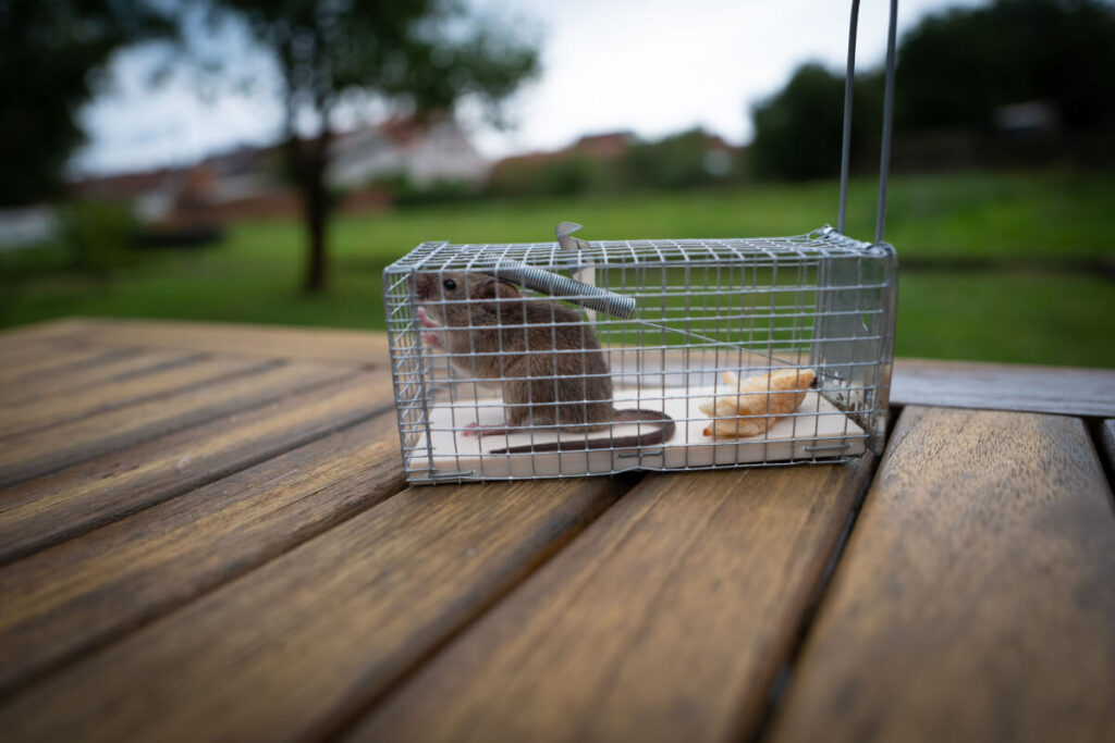 Do you think using snap-traps (killing mouse traps) should be fobidden in  small mammal research?