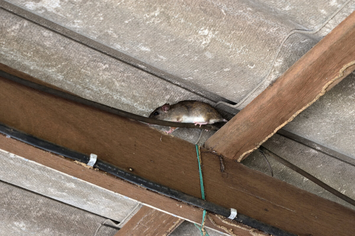Could Mouse Bait Traps Draw Mice to Your House? - Yale Pest Control