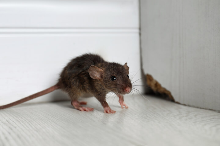 How to Kill a Mouse If You're Out of Traps and Poison - Yale Pest Control