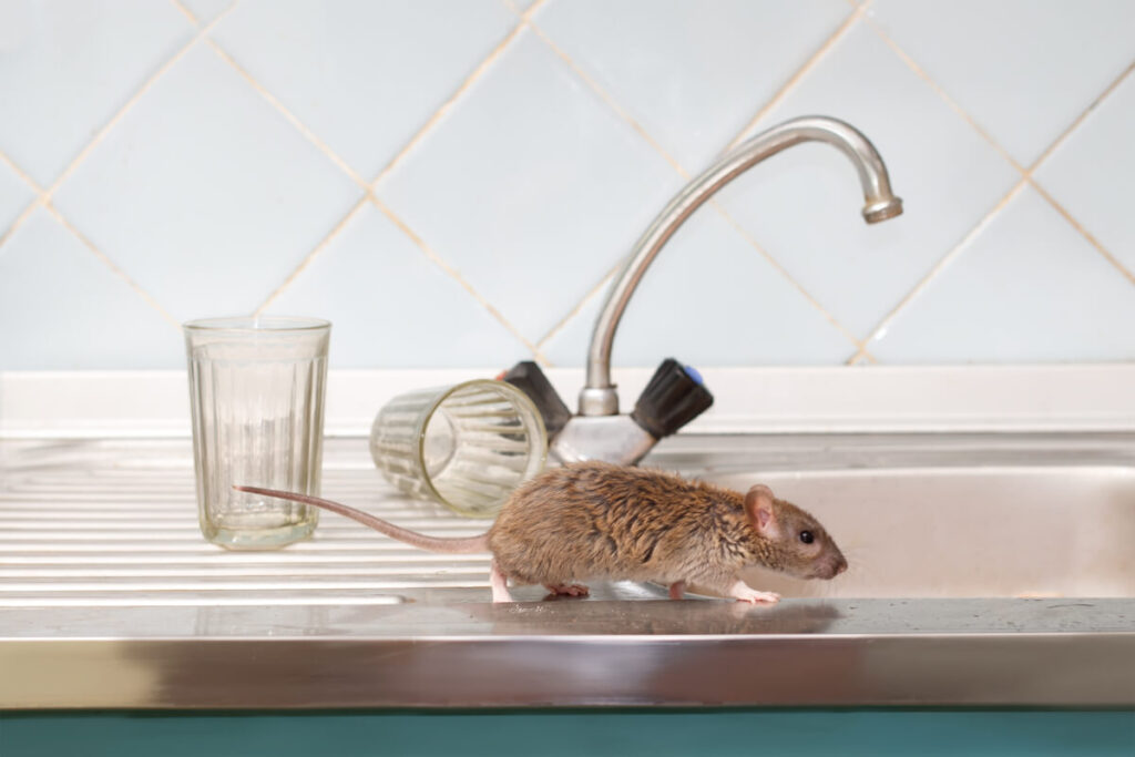 Common Mouse Trap Mistakes You're Making