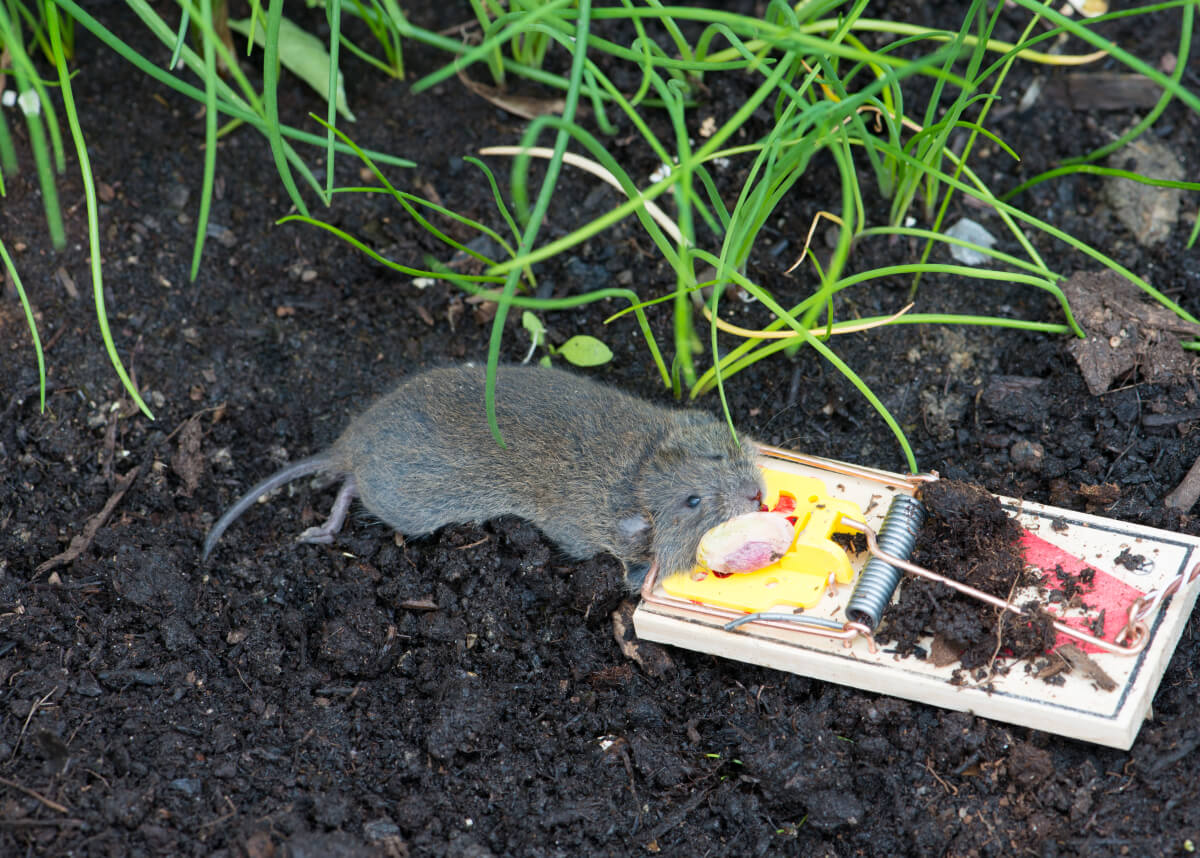 https://www.yalepest.com/wp-content/uploads/2022/02/mouse-eating-on-a-trap.jpg
