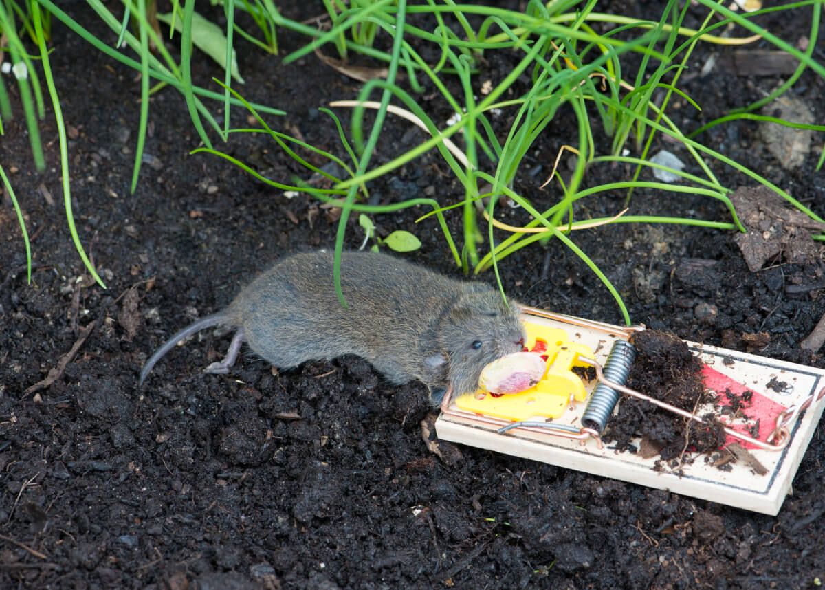 How To Trap A Mouse That Eats The Bait Off The Trap Yale Pest Control