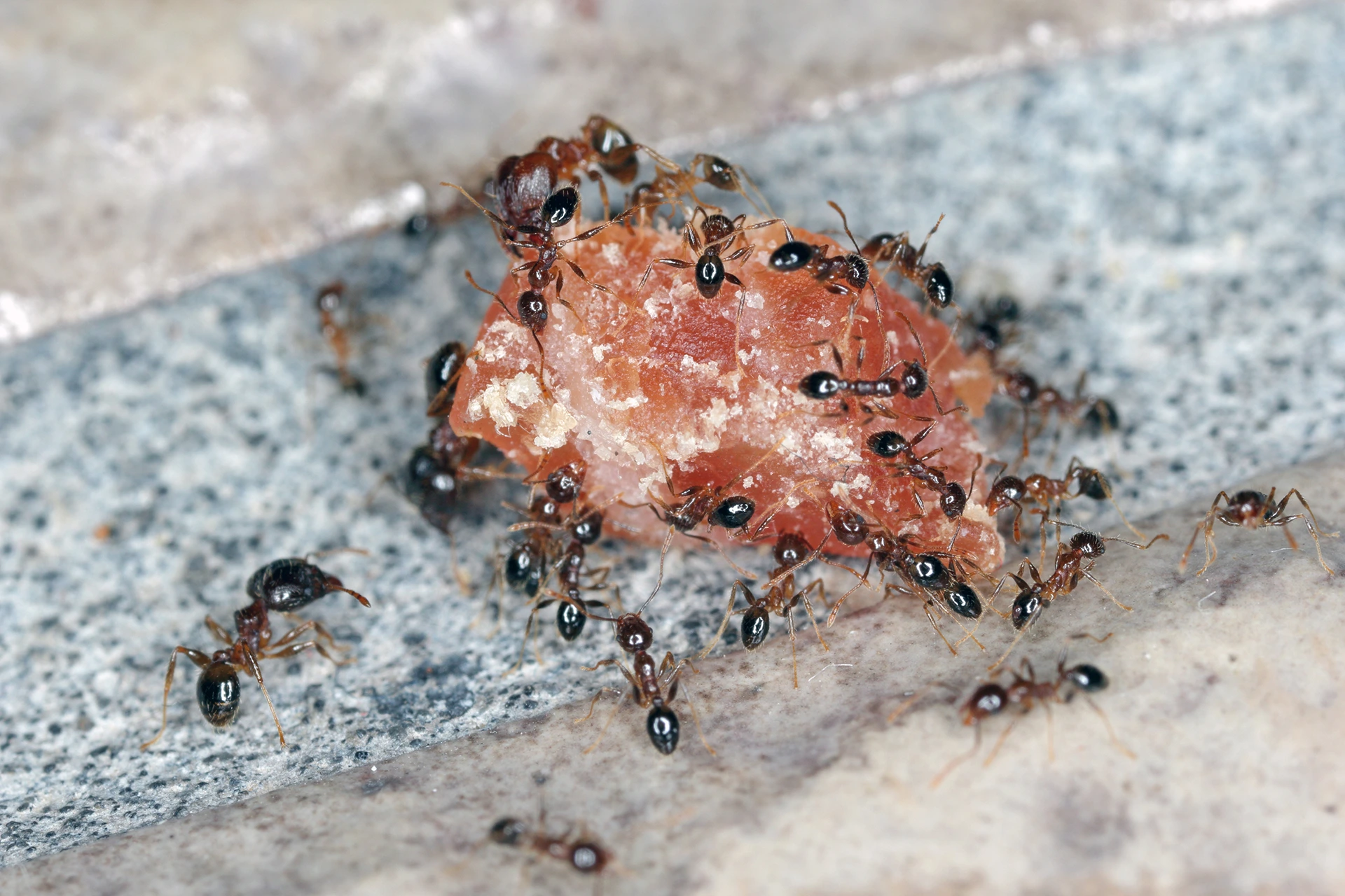 ants on piece of meat