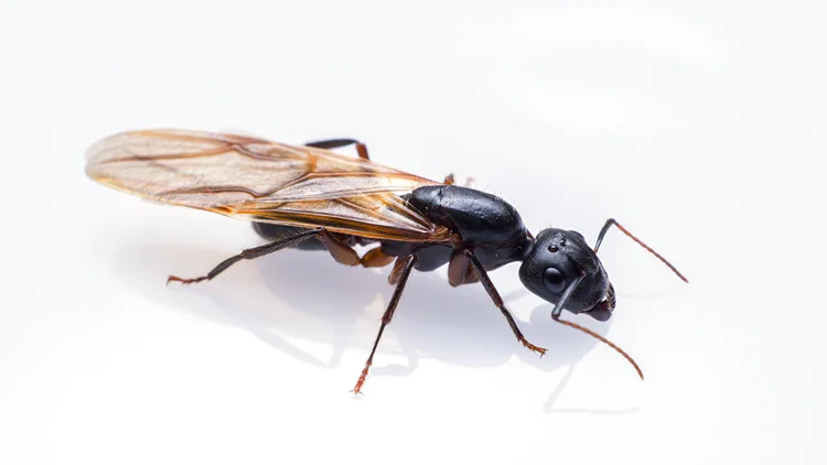 How to Get Rid of Flying Carpenter Ants - Yale Pest Control